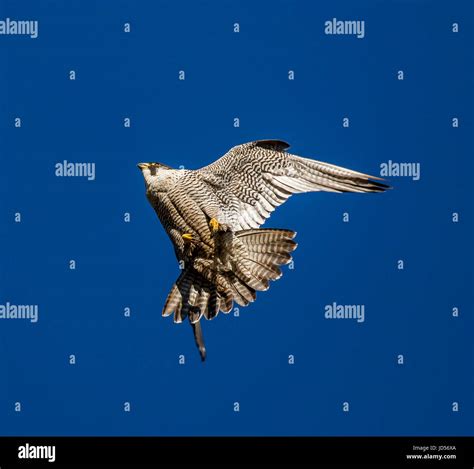 Peregrine Falcon Dive Stock Photos & Peregrine Falcon Dive Stock Images - Alamy