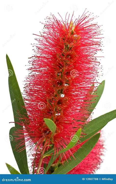 Bottlebrush Flower Royalty Free Stock Photos - Image: 13907788