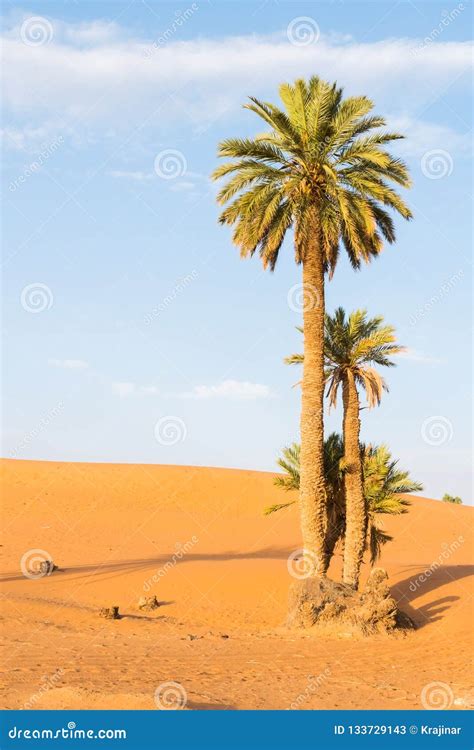 Palm Trees in Erg Chebbi, Sahara Desert in Merzouga, Morocco, Africa Stock Image - Image of ...