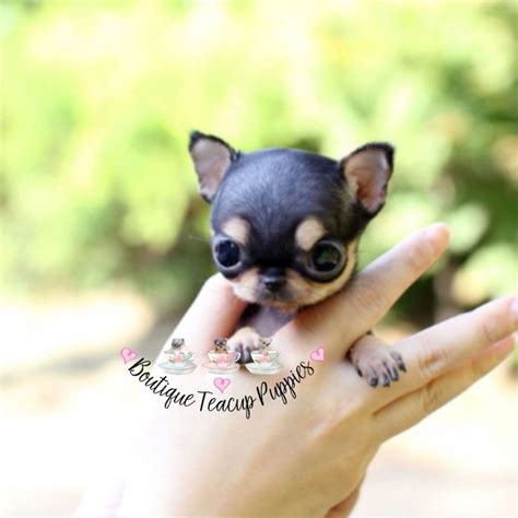 Chihuahua – Boutique Teacup Puppies #teacupchihuahuapuppies | Chihuahua puppies, Teacup ...