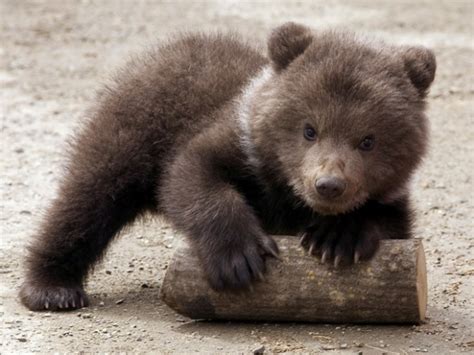 360 best Brown bears images on Pinterest | Grizzly bears, Brown bears ...