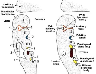 Medical Science Made Easy: Pharyngeal Pouches Derivatives at a glance