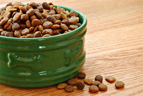 The Best Dry Dog Food For Active Dogs