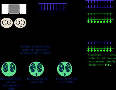 1: Procedural steps of FISH technique, including denaturation and ...