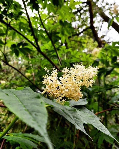 Elder Flowers in Spring | Edible plants, Plant lover, Flowers