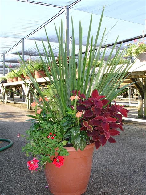 Florida Drought Tolerant Plants - Plant Ideas