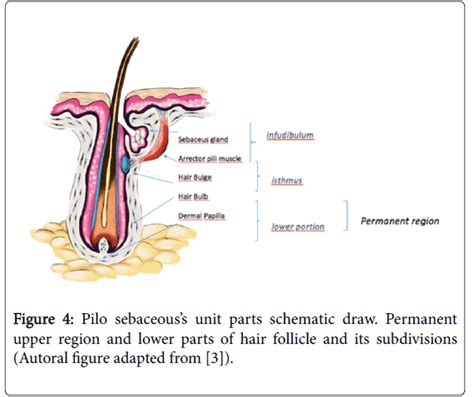 Hair Bulb Diagram