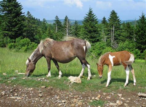 Meet the Wild Ponies of Grayson Highlands State Park