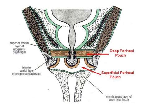 Perineum2 rakesh vora