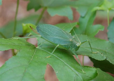 Family Tettigoniidae – ENT 425 – General Entomology