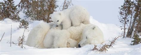 Donate | Polar Bears International