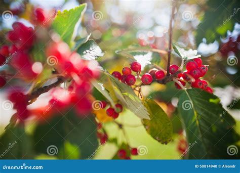 Rowanberry Tree in Autumn Over Blue Sky Natural Background. Seasonal Photo. Nature Backgrounds ...