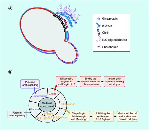 Structure of the fungal cell wall and overview of compounds that target ...