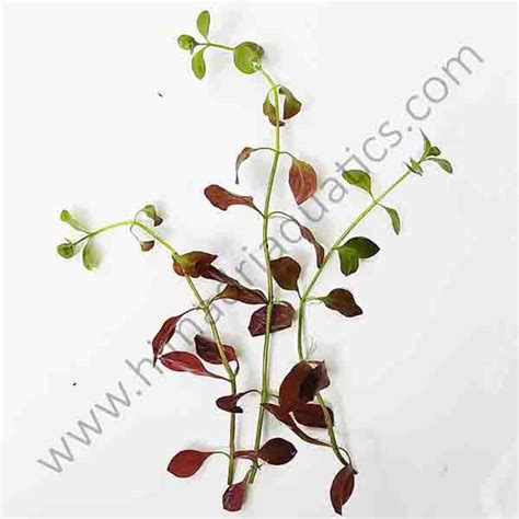 Hi red-Ludwigia palustris (6 stems) - Buy Aquarium Plants and Aquarium ...