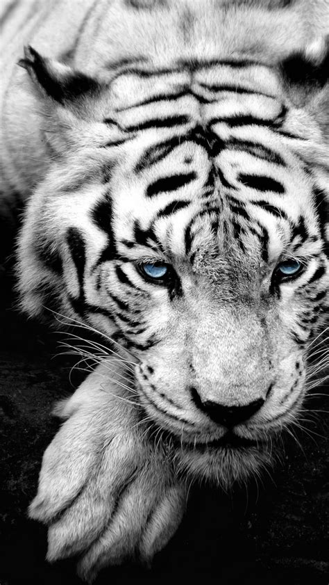 🔥 Download White Tiger Wallpaper iPhone Themes Games by @thenry73 | White Tiger Wallpaper Free ...