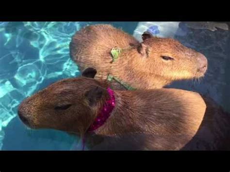 Capybara Swimming Pool