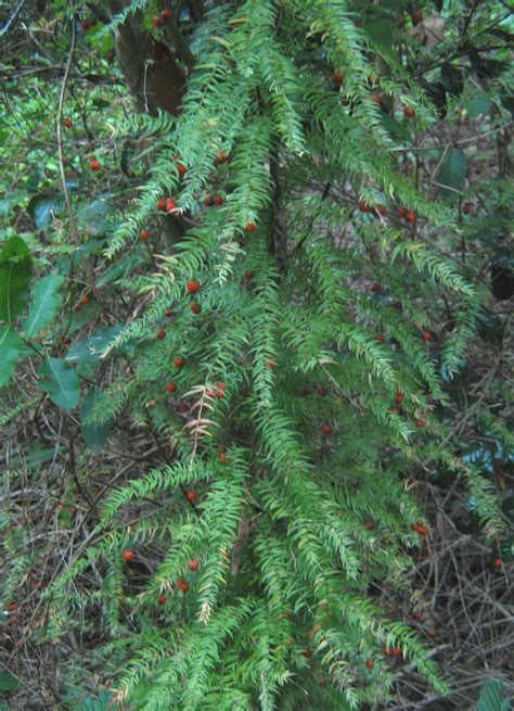 File:Asparagus scandens creeper SouthAfrica 5.jpg - Wikimedia Commons