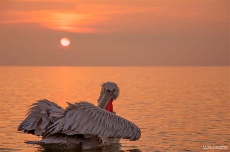 Dalmatian pelican, Pelecanus crispus, Pelikan kędzierzawy - Artur Rydzewski