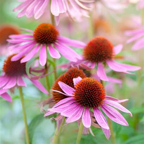 11 Top Plants For Fuss-Free Native Prairie Gardens | The Family Handyman