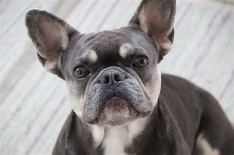 Blue French Bulldogs | What To Know Before Owning a Puppy