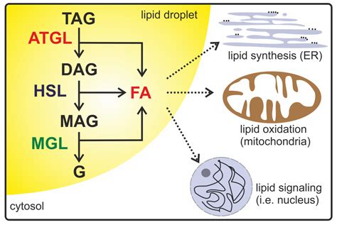 Metabolites | Free Full-Text | The Lipolysome—A Highly Complex and ...