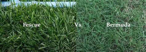 Fescue Vs. Bermuda Grass: How Are They Different From Each Other?