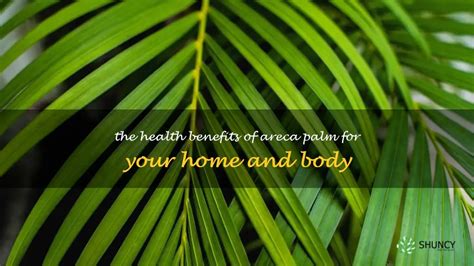 The Health Benefits Of Areca Palm For Your Home And Body | ShunCy