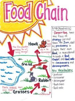 Pin on Science - Food Chains/Food Webs