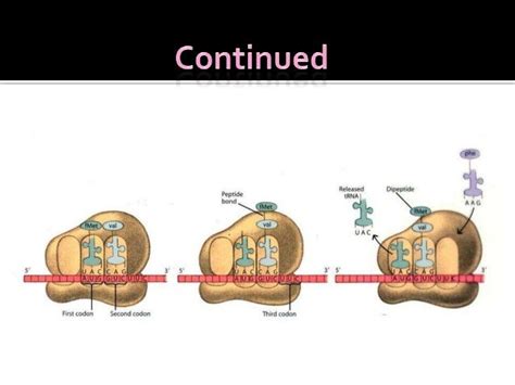 Ribosomes- Protein Synthesis