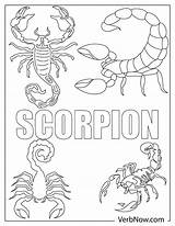 Free SCORPION Coloring Pages For Download Printable PDF sketch template