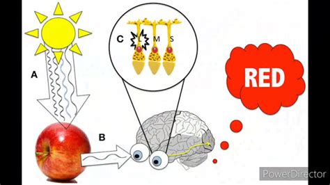 The explanation of Purkinje Effect. - YouTube