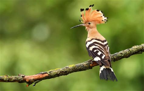 Hoopoe Bird Facts | AZ Animals