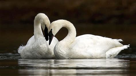 How Do Birds "Fall in Love"? A Look at Courtship Displays | All About Birds