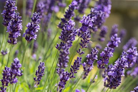 Sorprendentes propiedades de la lavanda para tu salud y hogar ...