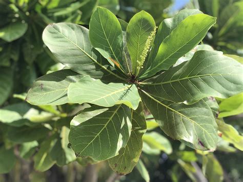 Indian Almond Leaves - A Natural Way To Control Water Chemistry - CoralRealm