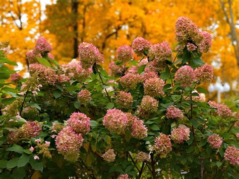 Best Fall Hydrangea Bushes For Late Season Blooms | Gardening Know How