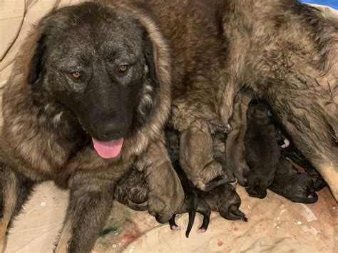 Caucasian Shepherd Puppies For Sale | Salisbury, NC #344034