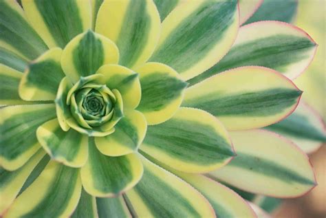 The Best Low-Maintenance Succulents to Grow Outdoors