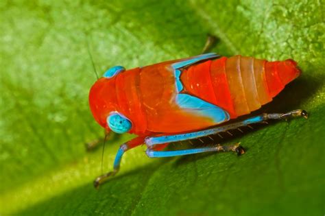 Planthopper nymph | Leafhopper, Insects, Beautiful bugs