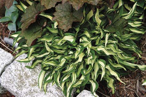 Top 12 Tiny Hostas - Fine Gardening