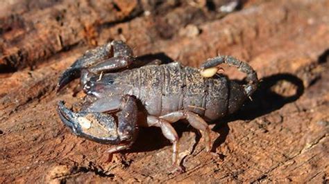 Scorpion fine-tunes its venom to ward off predators | Research ...