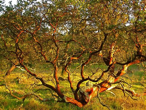 manzanita tree | ((brian)) | Flickr