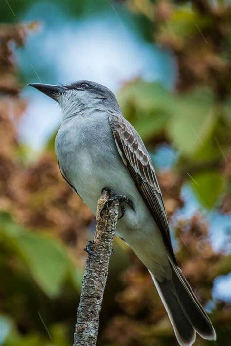 El Pitirre | Animal medicine, Beautiful birds, Puerto rican culture