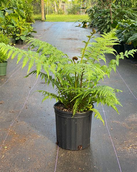 Buy Australian Tree Fern, Cyathea Cooperi Online | PlantVine