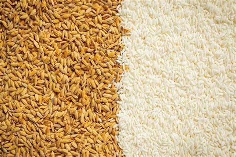 Research | Rice and wheat lose essential nutrients: Toxic elements have increased in grains ...