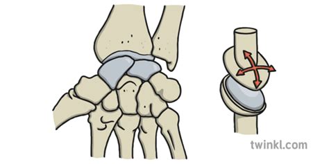 Gliding Joint Illustration - Twinkl