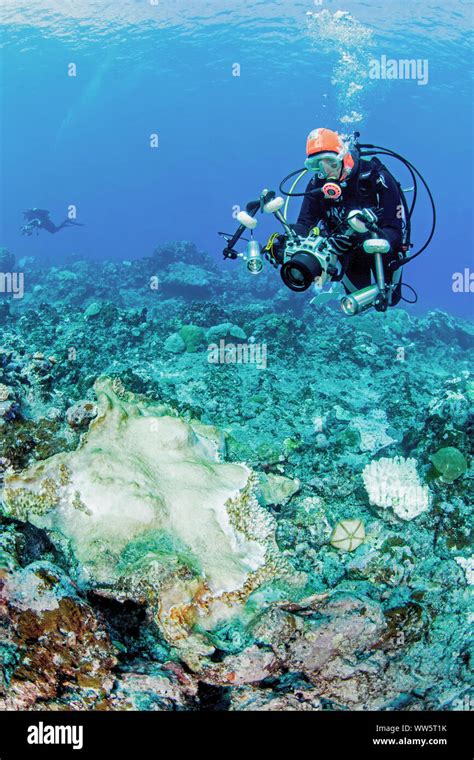 Climate change, diver, coral bleaching, Pacific Ocean Stock Photo - Alamy