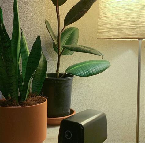 houseplant aesthetic | House plants, Green plants, Plant leaves