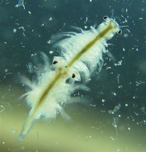 sea monkeys mating_3_ Dec 2010 | Flickr - Photo Sharing!