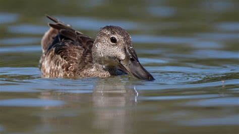 Decoding Puddle Ducks: Identification of Teals, Shovelers, and Pintail